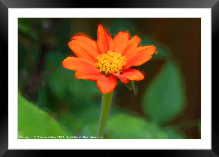 Radiant Mexican Sunflower Painting Framed Mounted Print by Darren Wilkes