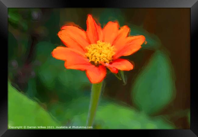 Radiant Mexican Sunflower Painting Framed Print by Darren Wilkes