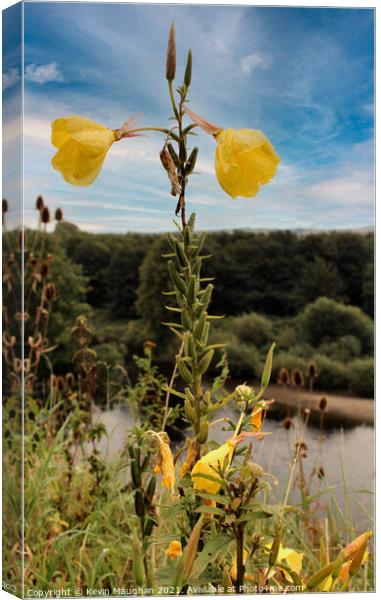 Oenothera Glazioviana Canvas Print by Kevin Maughan