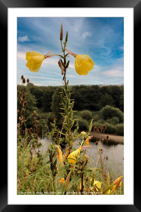 Oenothera Glazioviana Framed Mounted Print by Kevin Maughan
