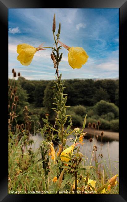 Oenothera Glazioviana Framed Print by Kevin Maughan