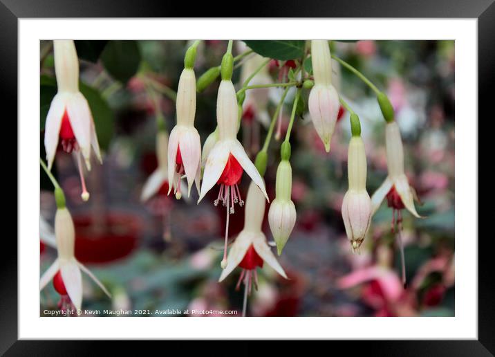 Fuchsia Flowers Framed Mounted Print by Kevin Maughan