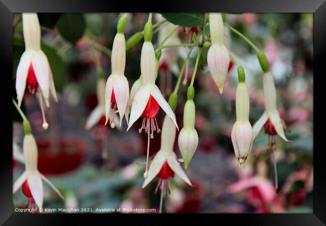 Fuchsia Flowers Framed Print by Kevin Maughan