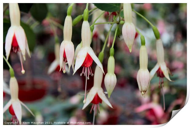 Fuchsia Flowers Print by Kevin Maughan