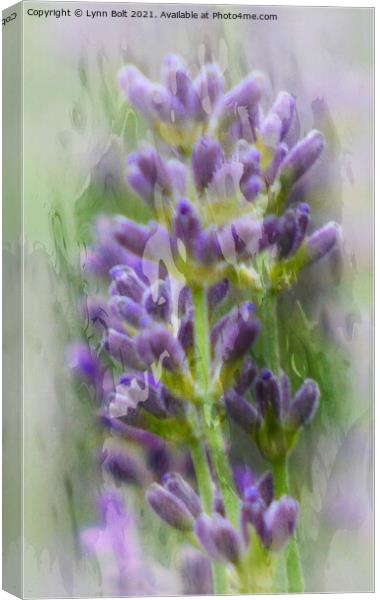Lavender Canvas Print by Lynn Bolt