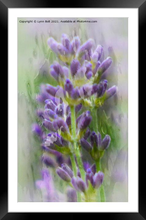 Lavender Framed Mounted Print by Lynn Bolt