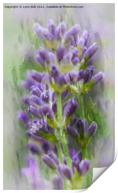 Lavender Print by Lynn Bolt