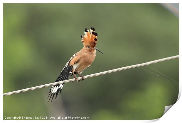 Hoopoe Print by Bhagwat Tavri