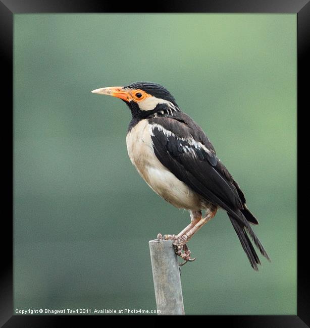 Pied Myna Framed Print by Bhagwat Tavri