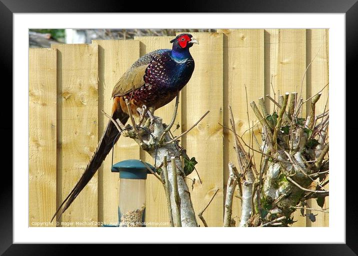 Regal Pheasant Perched in Natural Habitat Framed Mounted Print by Roger Mechan