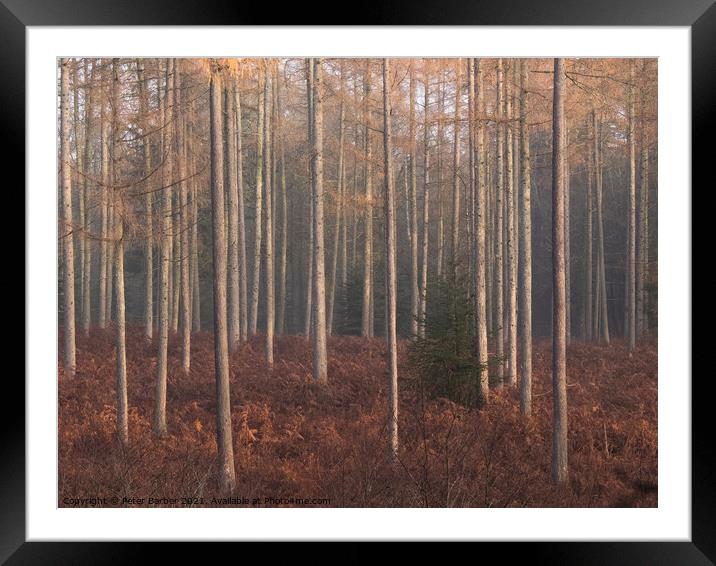 Misty New Forest Morning Framed Mounted Print by Peter Barber