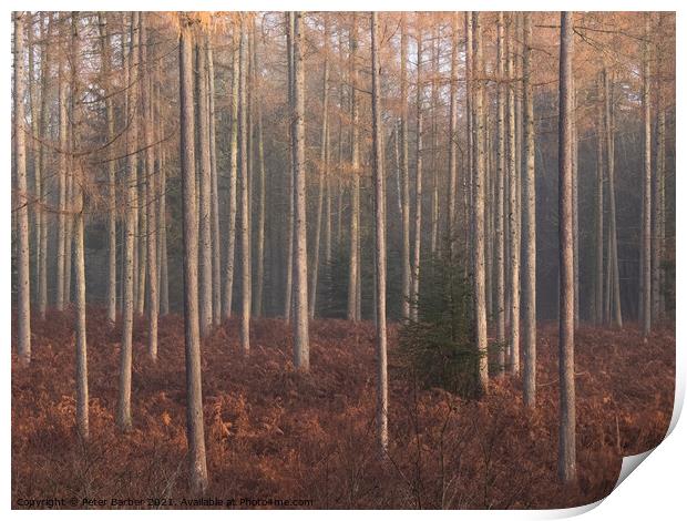 Misty New Forest Morning Print by Peter Barber