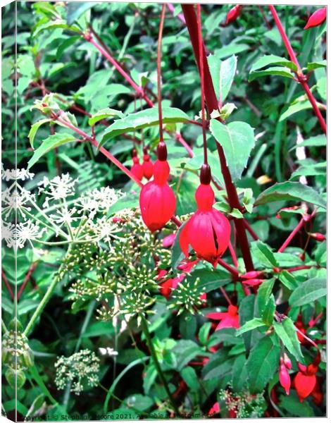 Little Red Bells Canvas Print by Stephanie Moore