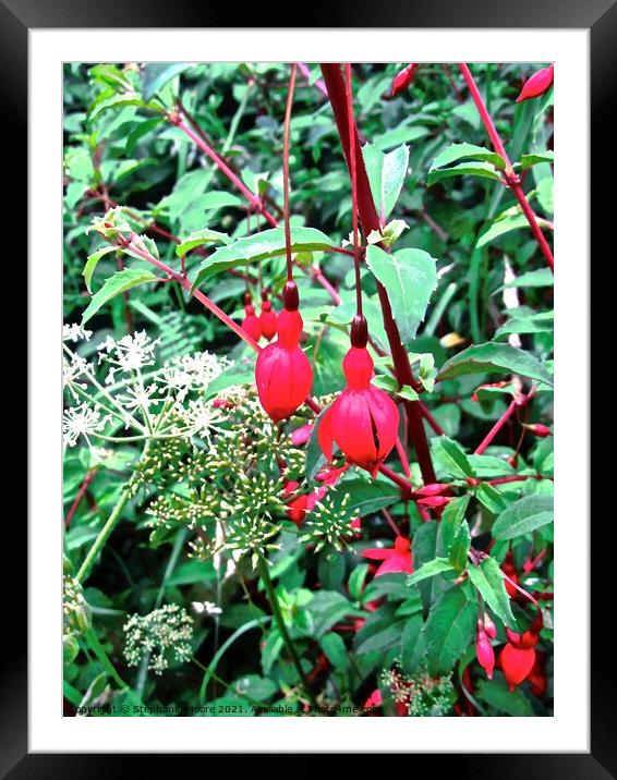 Little Red Bells Framed Mounted Print by Stephanie Moore