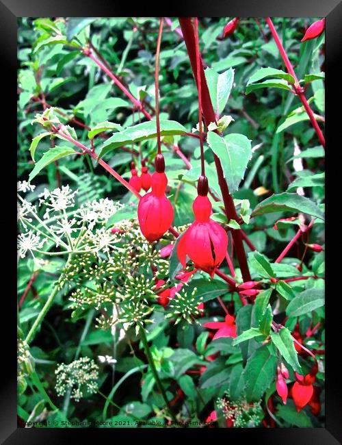 Little Red Bells Framed Print by Stephanie Moore