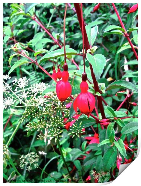 Little Red Bells Print by Stephanie Moore