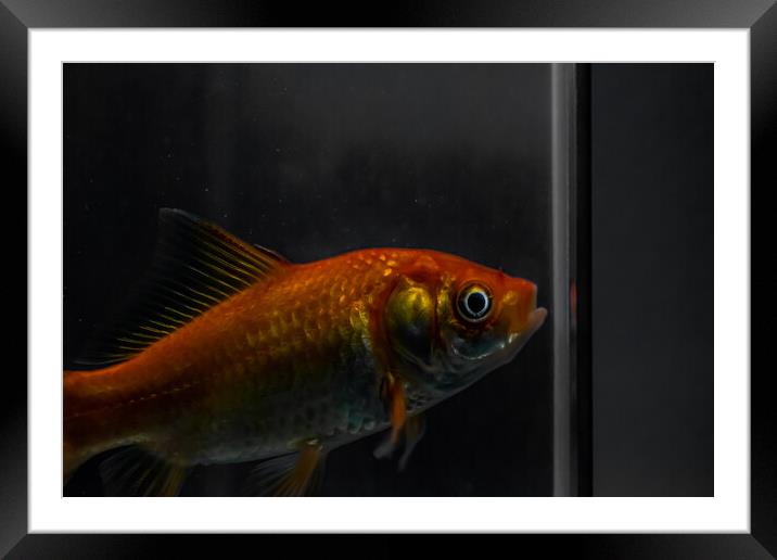 Gold fish Framed Mounted Print by Dorringtons Adventures