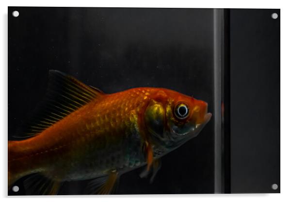 Gold fish Acrylic by Dorringtons Adventures