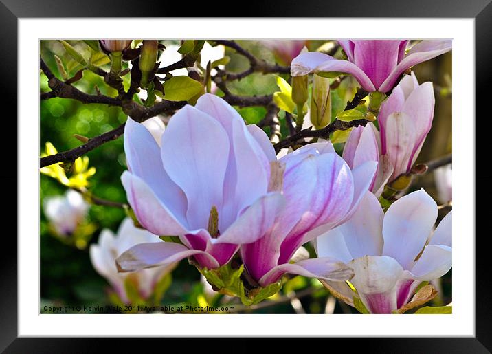 Magnolia in bud Framed Mounted Print by Kelvin Futcher 2D Photography