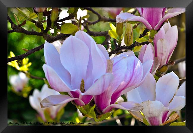 Magnolia in bud Framed Print by Kelvin Futcher 2D Photography