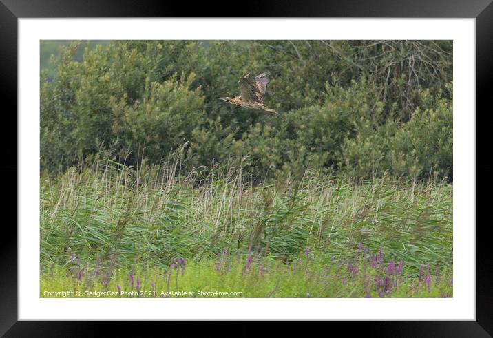 Bittern over the reeds Framed Mounted Print by GadgetGaz Photo