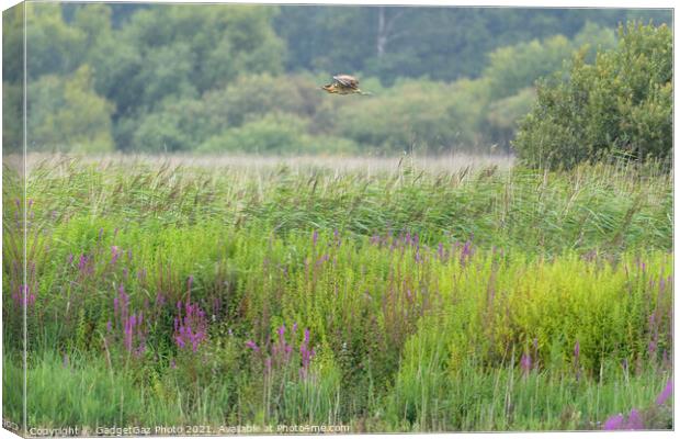 Bittern flying across the reedbed Canvas Print by GadgetGaz Photo