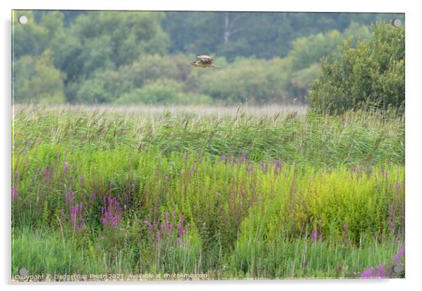 Bittern flying across the reedbed Acrylic by GadgetGaz Photo