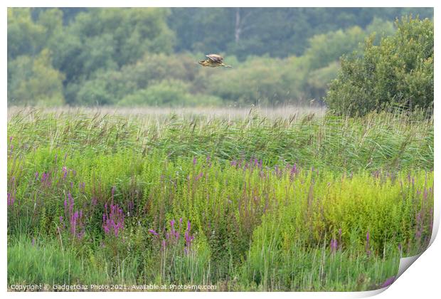 Bittern flying across the reedbed Print by GadgetGaz Photo