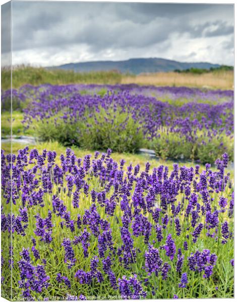 Lavender in Scotland Canvas Print by Jim Monk