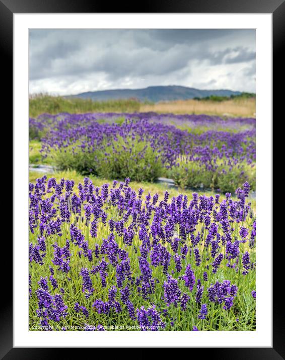 Lavender in Scotland Framed Mounted Print by Jim Monk