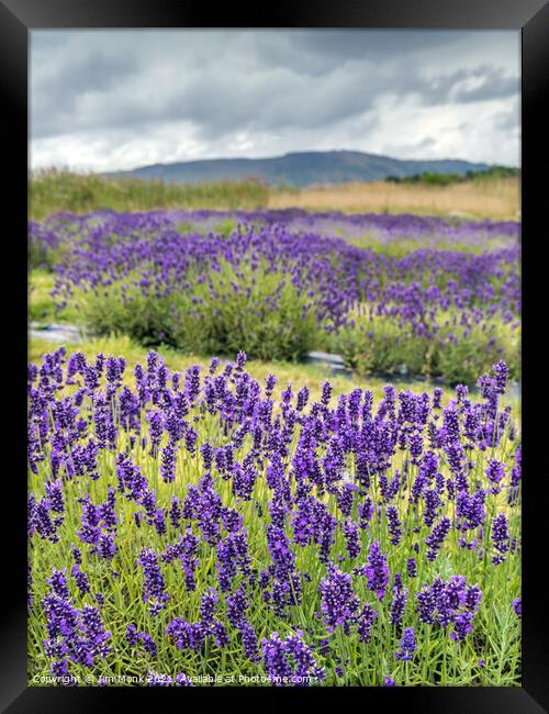 Lavender in Scotland Framed Print by Jim Monk