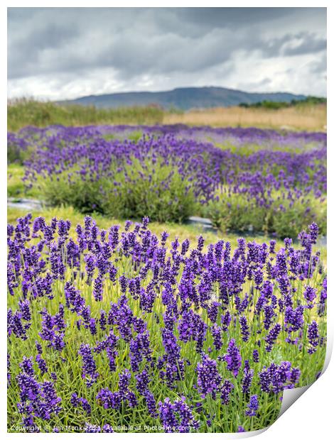 Lavender in Scotland Print by Jim Monk