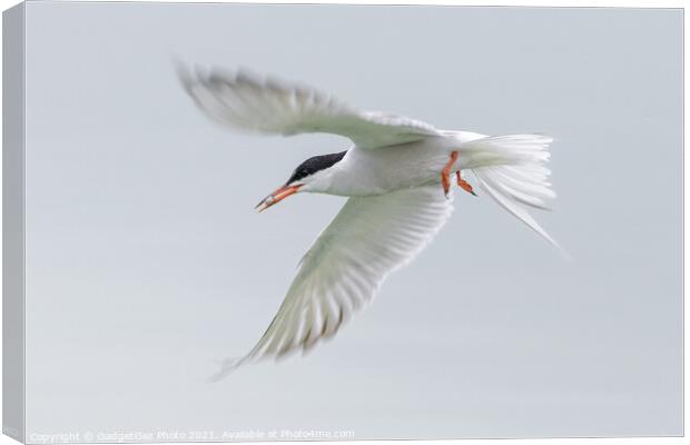 A Common Tern flying off with a fish Canvas Print by GadgetGaz Photo