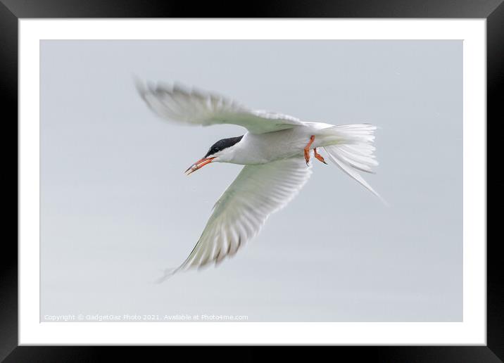 A Common Tern flying off with a fish Framed Mounted Print by GadgetGaz Photo