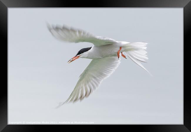 A Common Tern flying off with a fish Framed Print by GadgetGaz Photo
