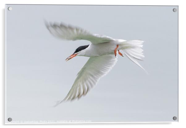 A Common Tern flying off with a fish Acrylic by GadgetGaz Photo