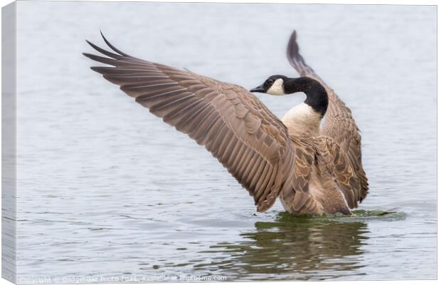 Canada Goose Orchestrating Canvas Print by GadgetGaz Photo