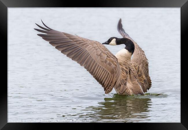 Canada Goose Orchestrating Framed Print by GadgetGaz Photo