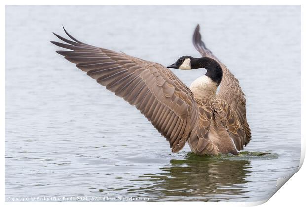 Canada Goose Orchestrating Print by GadgetGaz Photo