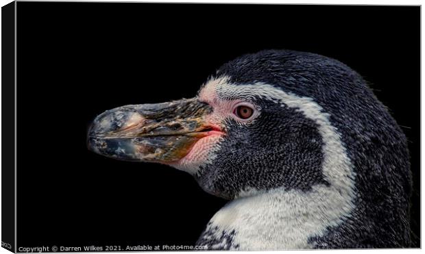 Humboldt Penguin    Canvas Print by Darren Wilkes
