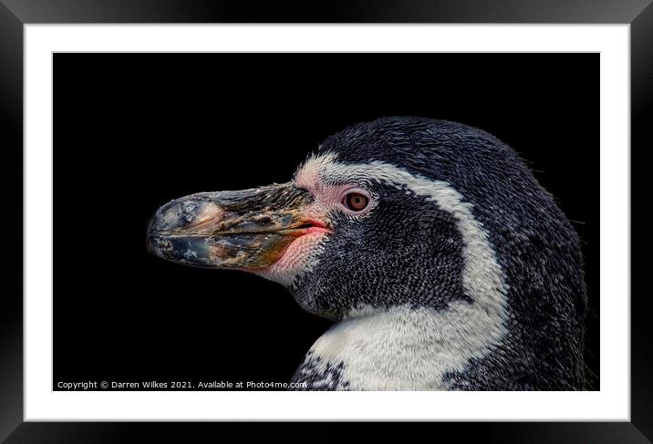 Humboldt Penguin    Framed Mounted Print by Darren Wilkes