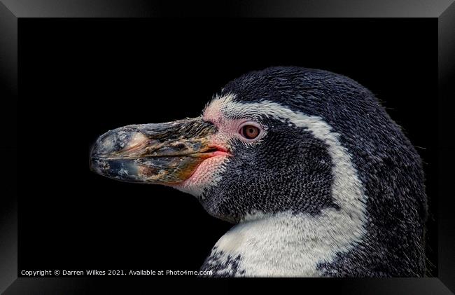 Humboldt Penguin    Framed Print by Darren Wilkes