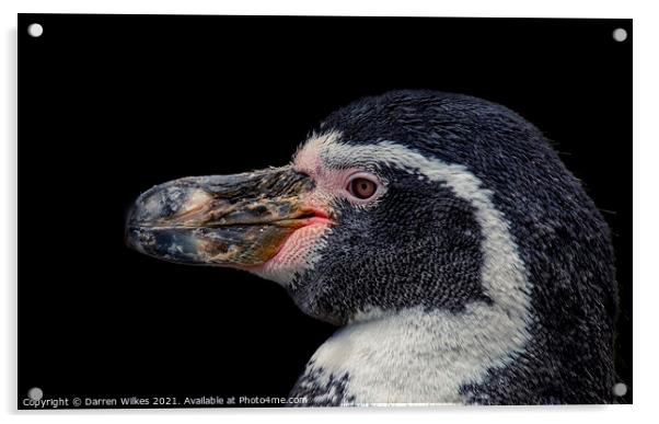 Humboldt Penguin    Acrylic by Darren Wilkes