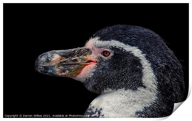 Humboldt Penguin    Print by Darren Wilkes
