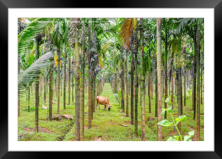 Areca nut plantation Framed Mounted Print by Lucas D'Souza