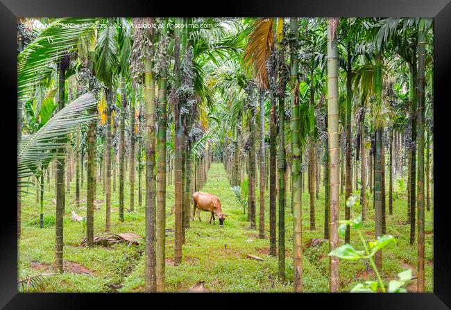 Areca nut plantation Framed Print by Lucas D'Souza
