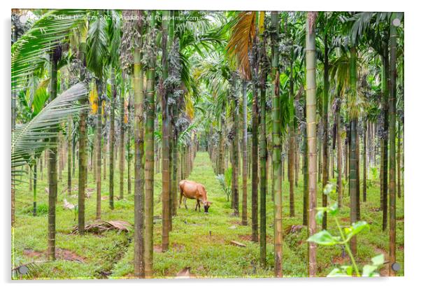 Areca nut plantation Acrylic by Lucas D'Souza