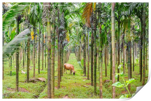 Areca nut plantation Print by Lucas D'Souza