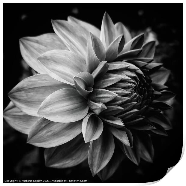 Abstract dahlia Print by Victoria Copley