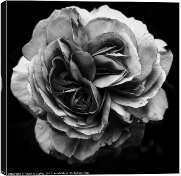 Monochrome rose Canvas Print by Victoria Copley